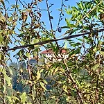 Micnek Apartma